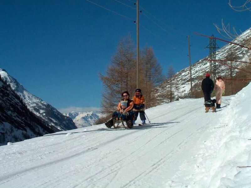 Alpenrose