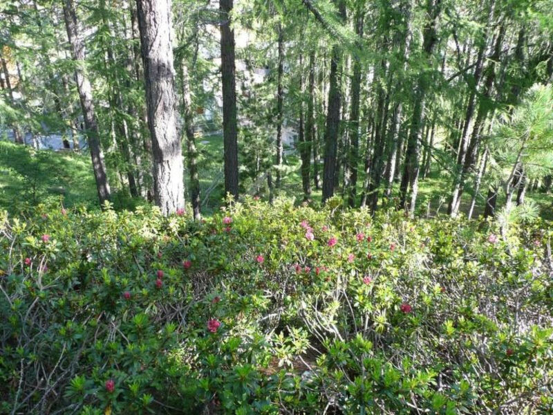 Am Vogelwald